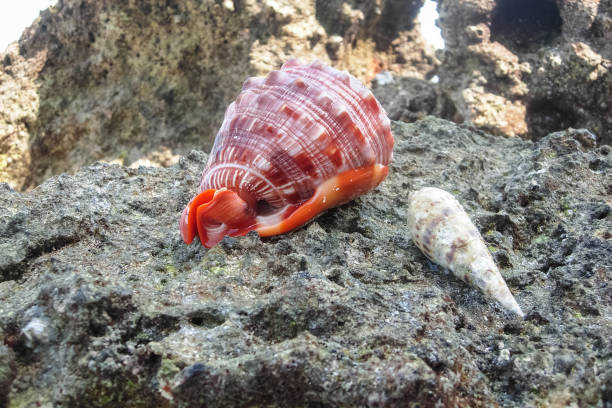 watamu marine